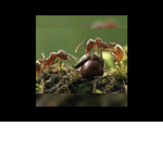 The chosen ants