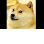 True Doge Club