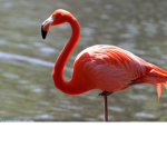 flamingo army base