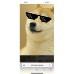 Doge feet smell good