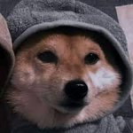 how to train your doge!!!!!!!