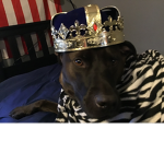 The cool dog game