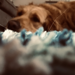 THE GOLDEN RETRIVER GROUP