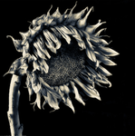 Dead Sunflower
