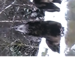 wolf Squad hi
