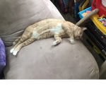 My adorable cat