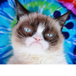 The Grumpy Cat Fandom