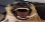 Egg doggos!