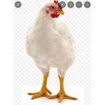 Chickens goooooo