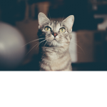 prettycatsTvT