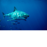 Shark buddies