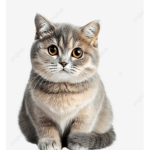 club for kitties