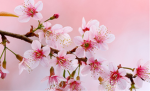 Bloom like the blossoms by Olivia