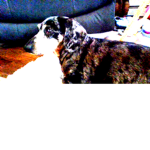 dashund_cute fan club