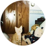 pleasant cat image