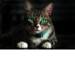 Cat Boys and Girls