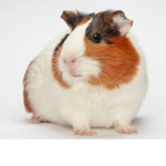 guinea pig camp :3