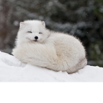{The Arctic Army}