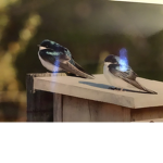 Brilliant Birds