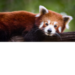 animal freinds :D