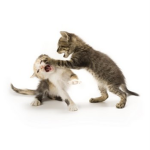 just some fighting cats