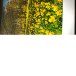 Daffodil party