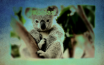 #Koala Bears