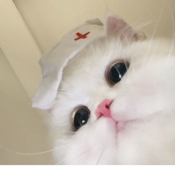 rawr