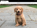 Join if you love dogs:D