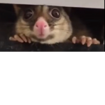 Roaches and rats rat