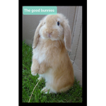 The good Bunnies
