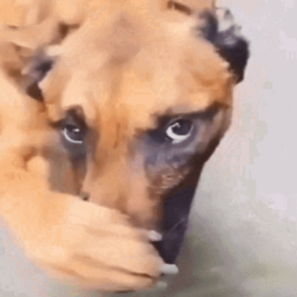 dog smell Roblox decal