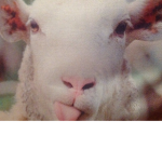The Sheep/Foxs Gang