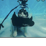 The Kitty Divers