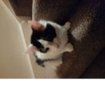 Cat fans only or kitten fans