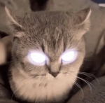 Cat 8Kid