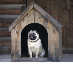 La Casa del Pug