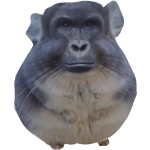chinchilla gorilla