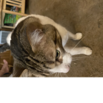We love cats123