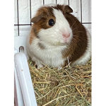 Nibble-fans