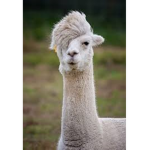 llamaman dudes