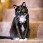 mr cat. inc
