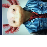 Axolotl state
