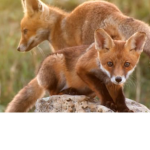 save a fox :D!!
