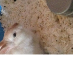 The Amazing BUNNY ###### GROUP