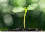 The Planters of plants