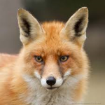 Foxy Creations