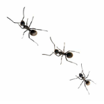 ant fan group2
