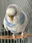 BUDGIES FANS