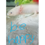#Axolotl squad!